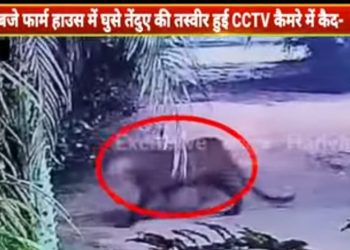 हरियाणा के इस गांव में घुसा तेंदुआ-ग्रमीणों में दहशत का माहौल-महिलाओं व बच्चों में बैठा ख़ौफ़ घरों में कैद होने को मजबूर।