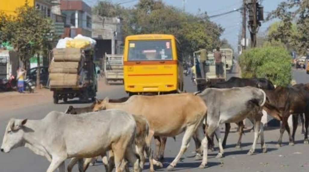 हरियाणा में सड़कों पर पालतू गोवंश छोडने पर होगी एफआईआर दर्ज़ ,हिसार सहित 3 जिलों में कार्रवाई
