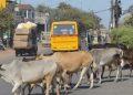 हरियाणा में सड़कों पर पालतू गोवंश छोडने पर होगी एफआईआर दर्ज़ ,हिसार सहित 3 जिलों में कार्रवाई