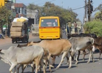हरियाणा में सड़कों पर पालतू गोवंश छोडने पर होगी एफआईआर दर्ज़ ,हिसार सहित 3 जिलों में कार्रवाई