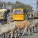 हरियाणा में सड़कों पर पालतू गोवंश छोडने पर होगी एफआईआर दर्ज़ ,हिसार सहित 3 जिलों में कार्रवाई
