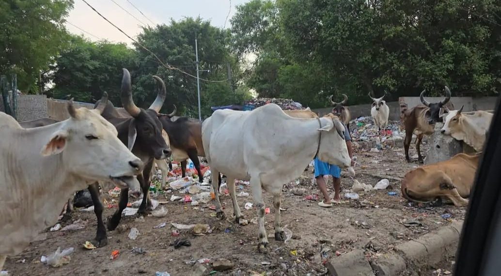 जेट एयरवेज के पूर्व सीईओ संजीव कपूर ने गुरुग्राम में फैले कचरे को लेकर कसा तंज