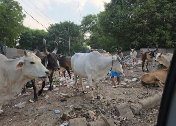 जेट एयरवेज के पूर्व सीईओ संजीव कपूर ने गुरुग्राम में फैले कचरे को लेकर कसा तंज