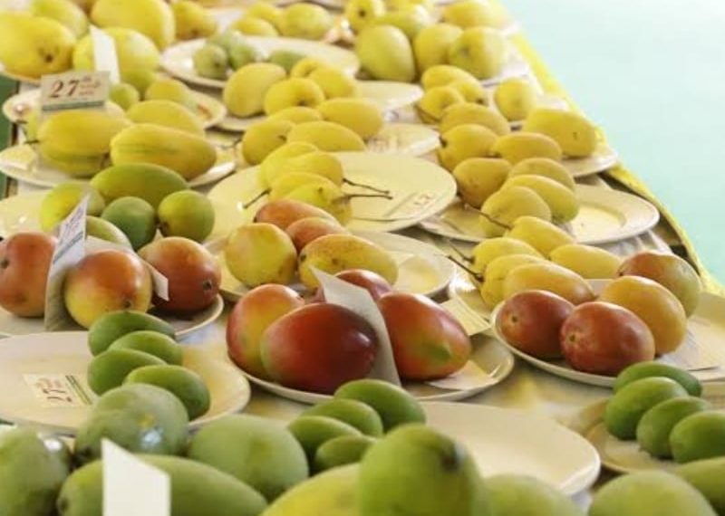 हरियाणा में आज शुरू हो रहा है मैंगो मेला,सीएम सैनी करेंगे शुभारंभ